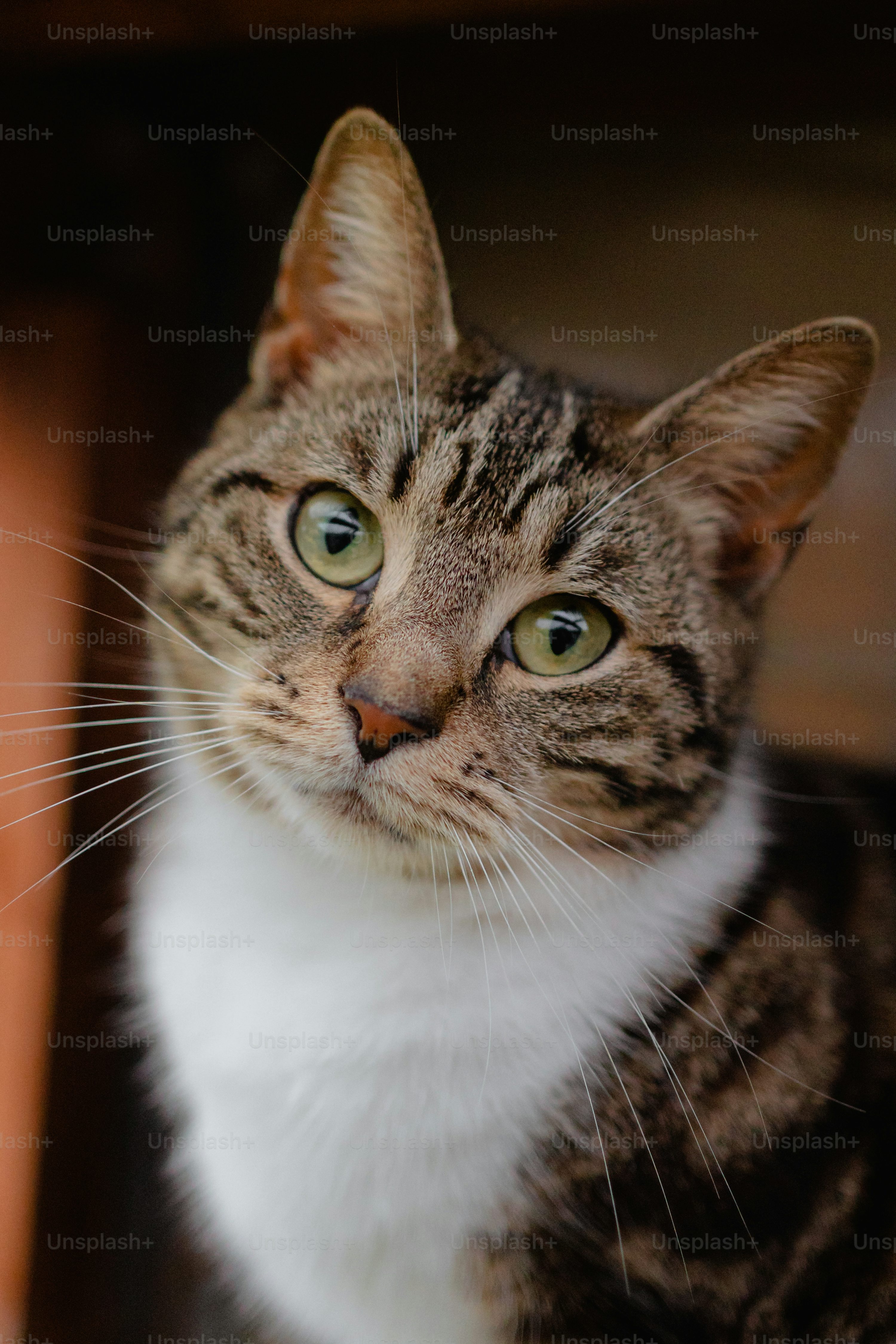 cat photo